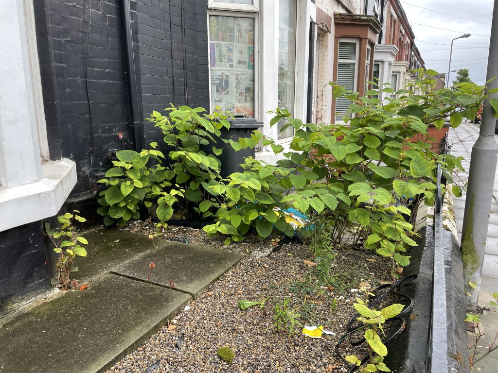 Japanese knotweed against house front landscape